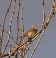 /album/my-local-birding-gallery/chiff-chaff-on-kerries-reserve-ossett-26-dec-jpg/